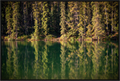 Main image Echoes of the Forest