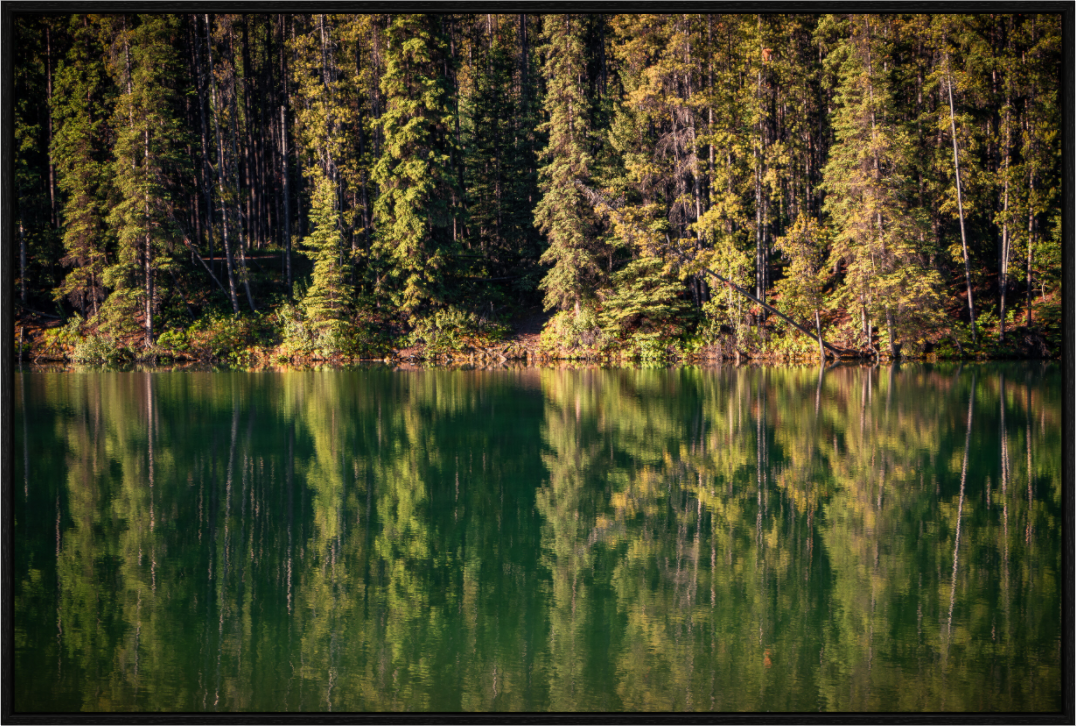 Main image Echoes of the Forest