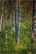 Main image Sylvan Reverie