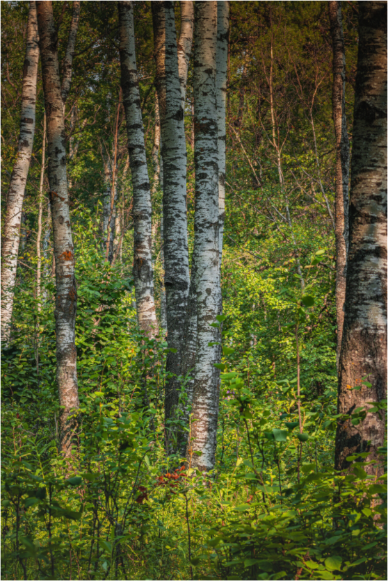 Main image Sylvan Reverie