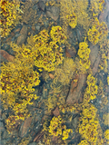 Main image Low Tide Tapestry.