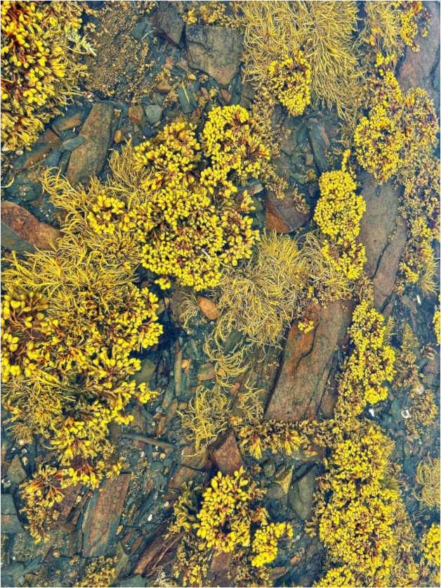 Main image Low Tide Tapestry