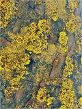 Main image Low Tide Tapestry